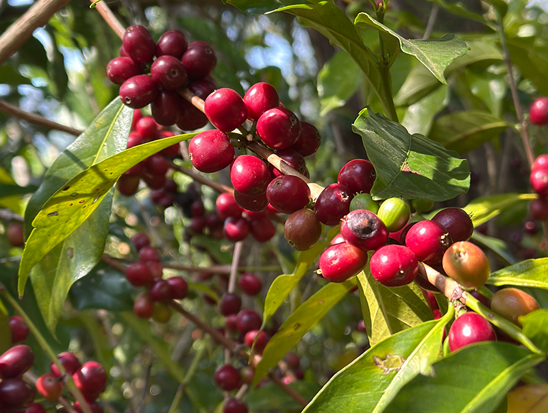 エチオピア Co-NECT グジ ハンベラ ウェメナ アナエロビック